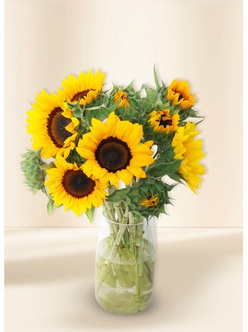 Sunflowers - Sunrise (10)
